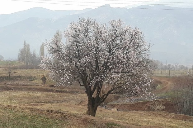 چند درخت در منطقه رازمیان قزوین شکوفه زدند