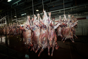 علت گرانی گوشت قرمز در هفته گذشته
