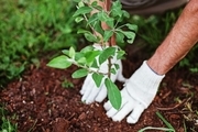 کاشت 6 هزار اصله درخت در شهرکرد آغاز شد
