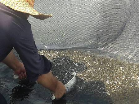 نخستین مرحله رهاسازی بچه ماهی سفید در رودخانه سیاه درویشان صومعه سرا