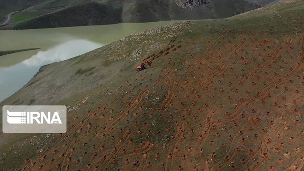 ۲ هزار هکتار جنگل کاری در کردستان انجام شد