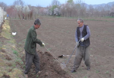 ۴۵۰۰ خانوار عجب‌شیری مشغول کشت سیب‌زمینی هستند