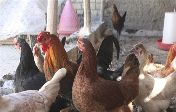 تحقق اقتصاد مقاومتی با پرورش مرغ بومی