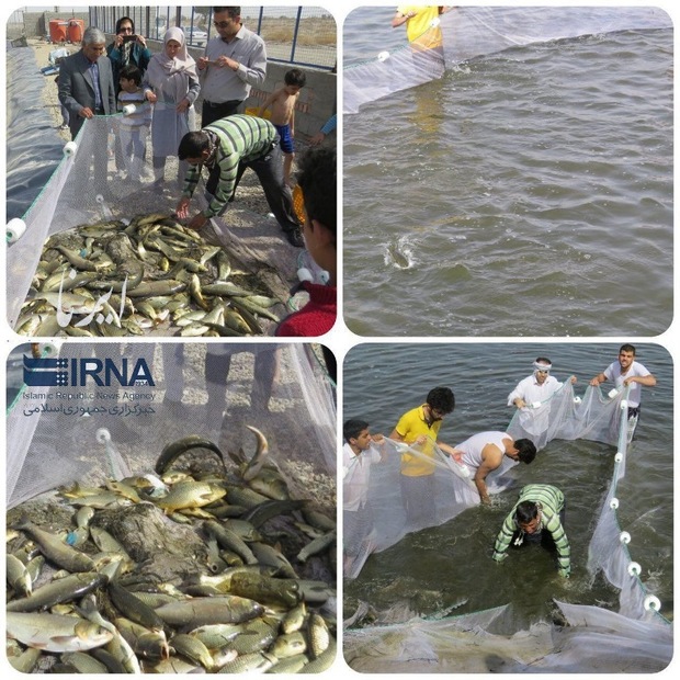 افزایش چهار برابری تولید ماهی پرورشی در ریگان