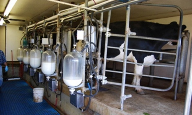 تولید شیرخام در شهرستان ری 8 درصد افزایش یافت