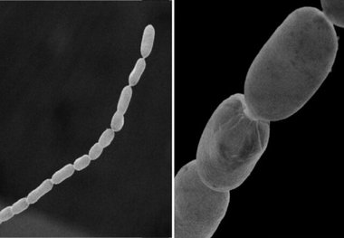 کشف باکتری‌هایی بزرگ‌تر از مگس!
