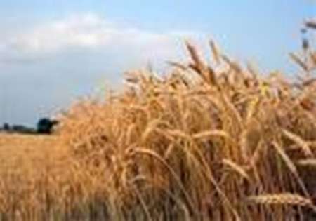 قیمت خرید تضمینی محصولات کشاورزی سال آینده اصفهان اعلام شد