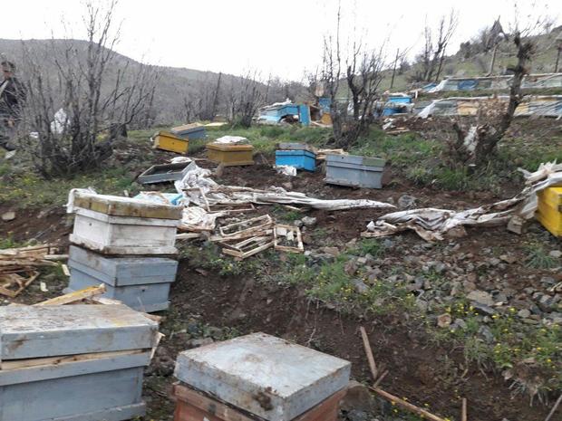 خرس های گرسنه به کندوهای عسل زنبوردار سروآبادی حمله کردند