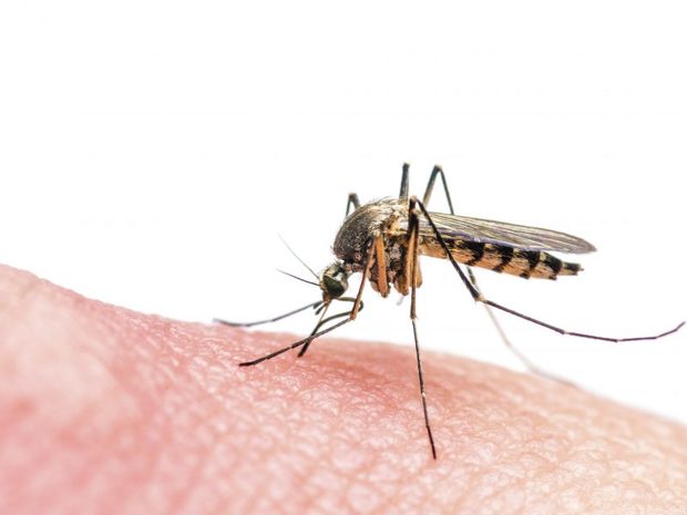 75 نفر در ایران به مالاریا مبتلا هستند
