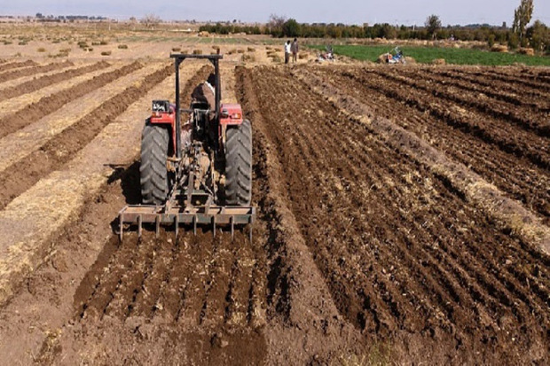137 هزار هکتار از اراضی کشاورزی قزوین به زیر کشت گندم می رود