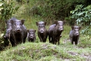 نجات هشت خوک وحشی از کانال آبرسانی