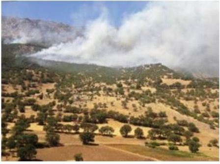 آتش سوزی در 270 هکتار از جنگل های منطقه حفاظت شده کوسالان سروآباد مهار شد