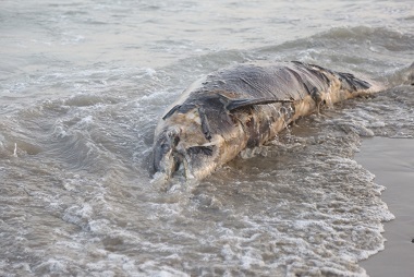 مشاهده لاشه یک قطعه دلفین در بندرعباس