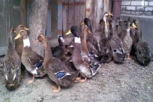 2500 قطعه اردک غیرمجاز در آبیک کشف شد