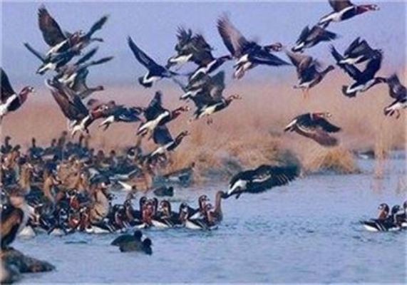 مشاهده 24 درصد از گونه های پرندگان مهاجر در لرستان