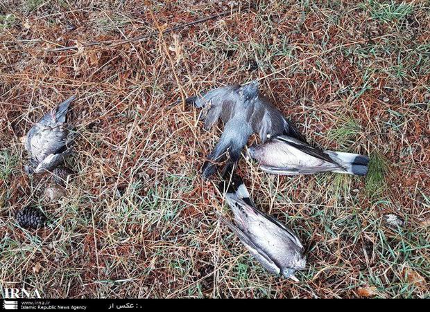 تعدادی پرنده در روستای تنوردر دورود تلف شدند