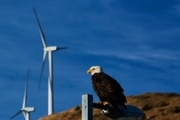جریمه سنگین شرکت آمریکایی به خاطر کشته شدن عقاب ها