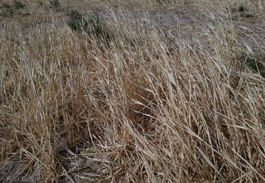 2 هزار هکتار از مزارع غلات اسفراین رها شده است