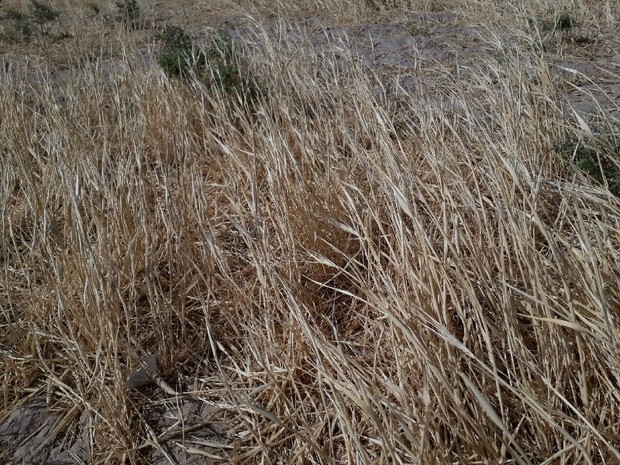 2 هزار هکتار از مزارع غلات اسفراین رها شده است