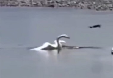 سرنگونی یک پهپاد اوکراینی توسط یک قو! 