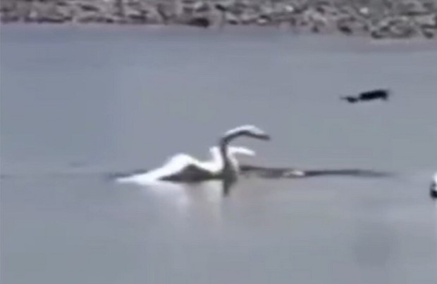 سرنگونی یک پهپاد اوکراینی توسط یک قو! 