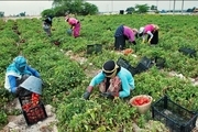 عملکرد گوجه فرنگی در خراسان شمالی 15 درصد کاهش یافت