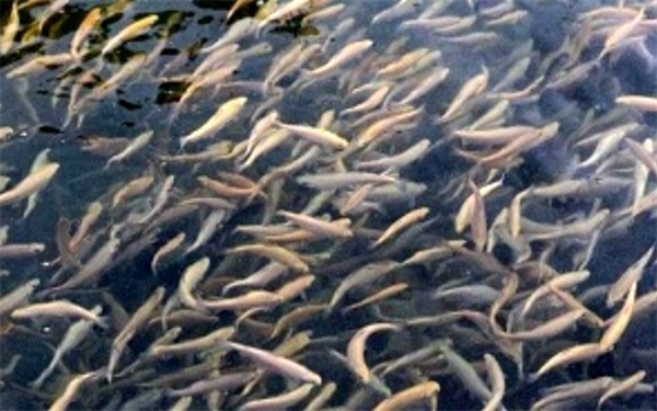 رهاسازی ۲ میلیون قطعه بچه ماهی در دریای خزر