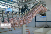 ذخیره روزانه ۵۰ تن مرغ مازاد تولید در گیلان