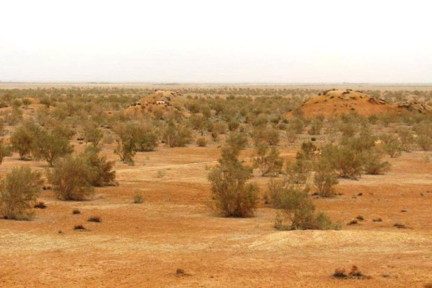30 هکتار از زمین های بیابانی اردستان بیابان زدایی شده است