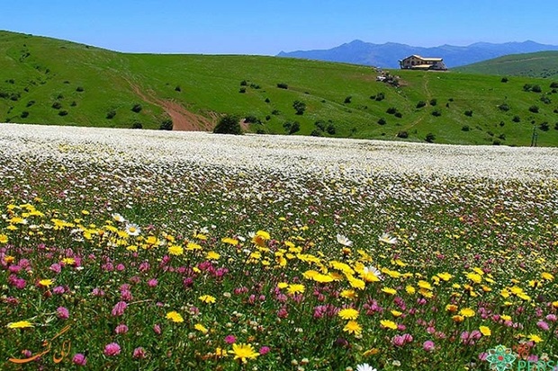 54 گونه فندق در جنگل فندقلو نمین شناسایی شد