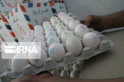 ۱۴ درصد تخم مرغ کشور در خراسان رضوی تولید می‌شود