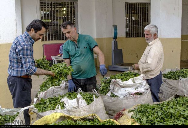 حدود ١٣٣ تن برگ سبز چای از چایکاران گیلان خریداری شد