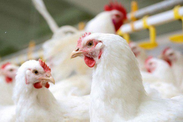 آنفلوانزای پرندگان تهدیدی جدی برای صنعت مرغداری
