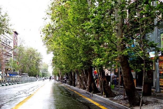 درخت‌ها چطور با هم صحبت می‌کنند؟
