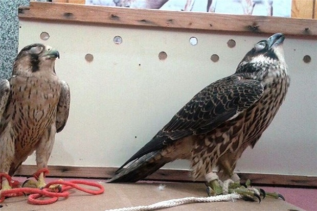 شکارچی متخلف پرندگان در بیله سوار دستگیر شد