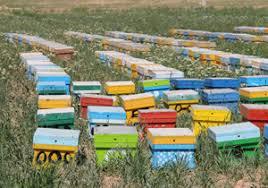 آمارگیری از کلنی های زنبور عسل در اردبیل