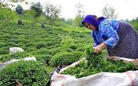 تولید 11 هزار تن چای خشک در کشور   واریز 65 میلیارد تومان به حساب چایکاران
