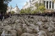 رژه گوسفندان در پایتخت اسپانیا+ تصاویر
