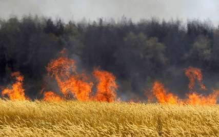 رئیس جهاد کشاورزی:40 هکتار از مزارع گندم باشت طعمه حریق شد