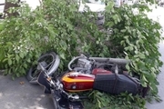 تصویر روز- خطر سقوط درختان فرسوده روی شهروندان اصفهانی