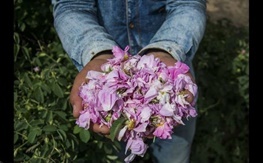 برداشت ۲۰۰ تن گل محمدی در آذربایجان غربی