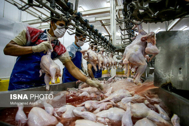 چرایی افزایش قیمت مرغ در بازار