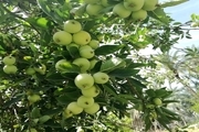 یک سوم از باغات سیب استان به سن پیری رسیدند
