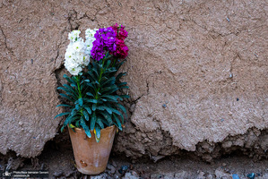 عطر روح بخش گل‌های شب بو در خمینی شهر