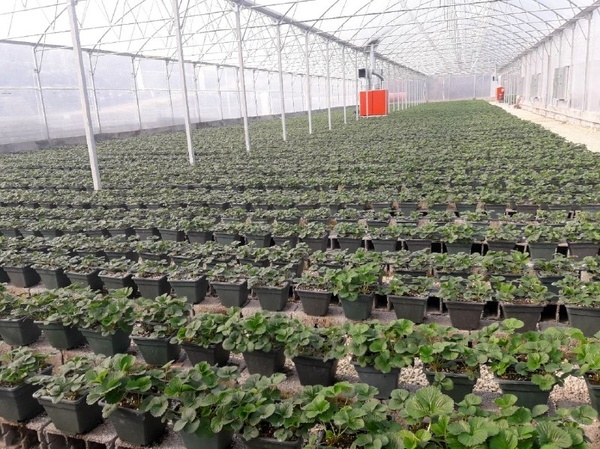 افتتاح گلخانه توت فرنگی با ظرفیت 20 تن تولید در ساری