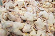 گوشت مرغ مازاد تولیدکنندگان در چهارمحال و بختیاری خریداری می‌شود