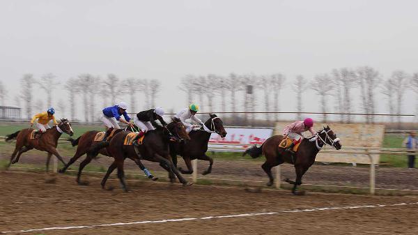 رقابت 49 راس اسب در هفته 29 مسابقات اسبدوانی گنبدکاووس