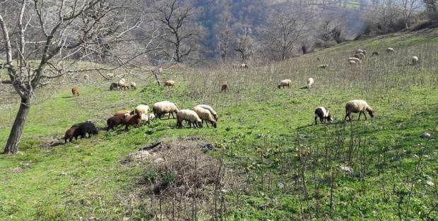 200 گله گوسفند از مراتع ساوه خارج شدند