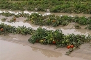 کشاورزان ساروی خسارت دیده از سیل حدود ۵۷میلیارد ریال کمک بلاعوض دریافت کردند