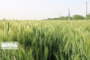 پیش بینی تولید ۱۴ میلیون تن گندم در کشور